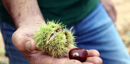 Castañas de Viladrau.