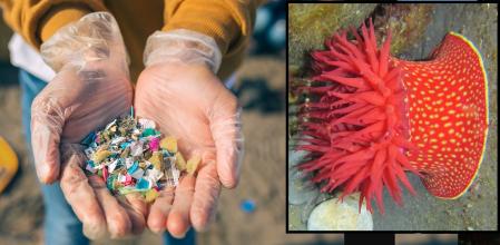 Los responsables del estudio han usado una proteína de defensa de la anémona de fresa ('Actinia fragacea'), a la que le han añadido la nueva función tras un diseño mediante métodos computacionales  .