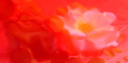 Rosa envuelta en el color magenta.