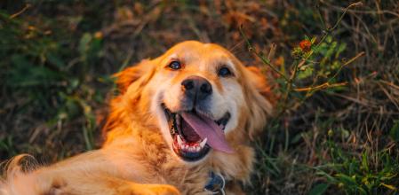Serbia, Golden Retriever, Dog, Yellow Labrador Retriever, Lying Down