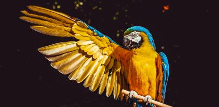 Los loros pueden imitar sonidos.