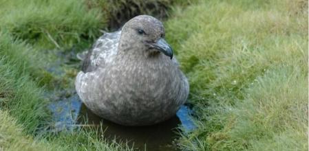 Ejemplar de págalo subantártico ('Catharacta antarctica'), la especie afectada por el primer brote de gripe aviar en la región antártica  .
