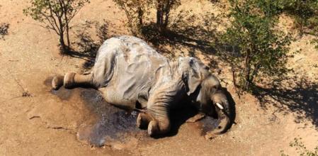 Elefante muerto en 2020 en Botsuana 