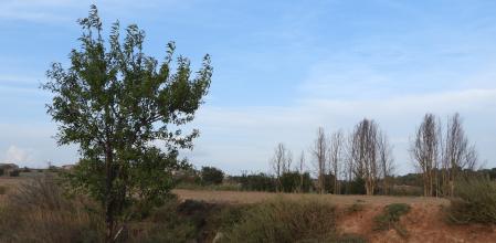 Reto visual: ¿Eres capaz de ver a los tres pájaros?