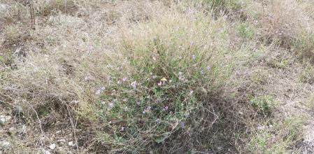 Reto visual: ¿Dónde está la mariposa?