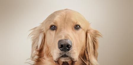 La expresión que está de moda para describir a algunos hombres: "Eres un Golden Retriever"