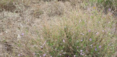 Reto visual: ¿Dónde están las dos mariposas?