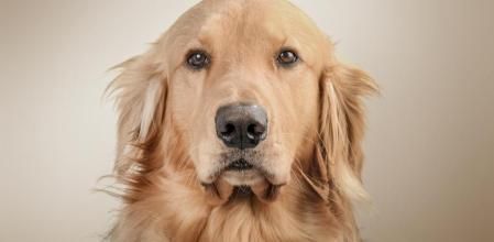 ¿Qué pasa si le das pan a tu perro?; esta es la respuesta de un veterinario especialista