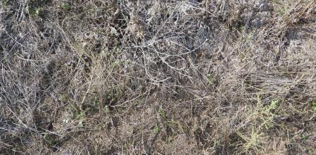 Reto visual: ¿Dónde está la oruga?