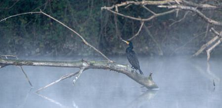 Cormorán en la atmósfera de humo ártico en el Ter.