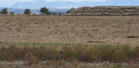 Reto visual: ¿Eres capaz de ver a las cuatro perdices?