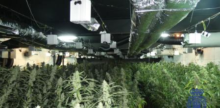 El cultivo estaba en una nave industrial, que antiguamente había sido un centro de jardinería.