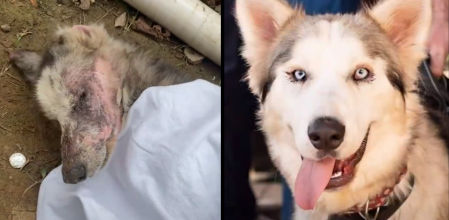 Jake, el Husky rescatado que encontró una segunda oportunidad y una nueva vida llena de amor