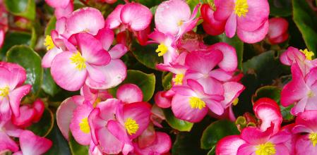 Begonia florece durante casi todo el año en entornos cálidos y húmedos