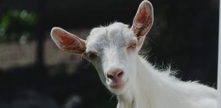 La cabra ha conquistado a los usuarios de las redes sociales.