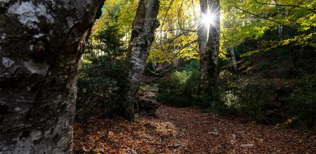El sol se filtra en el bosque de hayas de Ciuret.