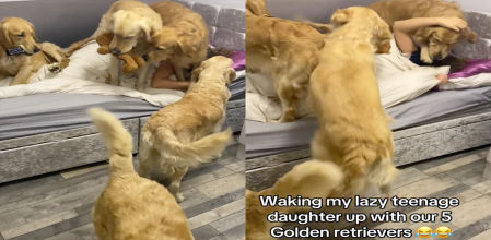 Los animales no dejan dormir a la joven