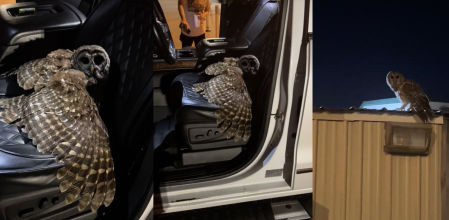 El tenso encuentro entre un hombre y un búho que se cuela en su furgoneta mientras conduce