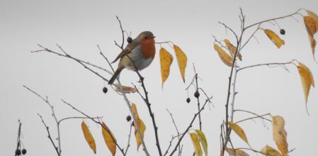 El petirrojo europeo​.