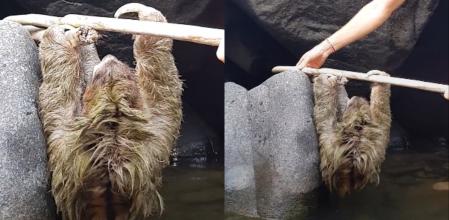 El tenso rescate de un oso perezoso que se había caído al río