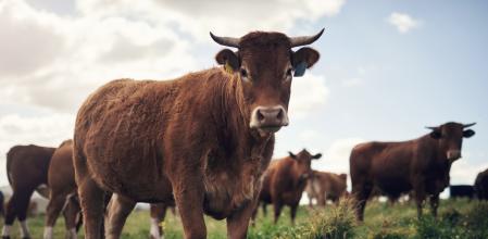 El sector ganadero ha sido uno de los más cuestionados en los últimos años