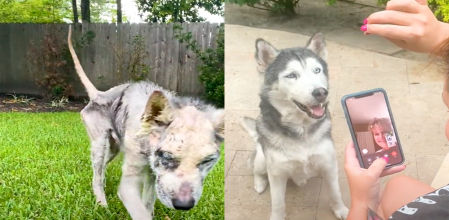 El cambio del animal ha sido más que evidente