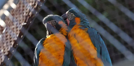 Dos ejemplares de guacamayo barba azul del Zoo de Barcelona.