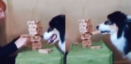 El can ha demostrado sus dotes a la hora de jugar a jenga.