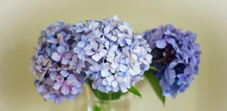Puedes usar las flores de hortensias secas para hacer ramos o cuadros.