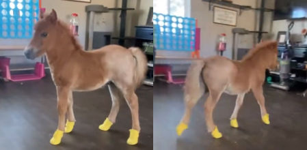 El caballo es toda una sensación en redes.