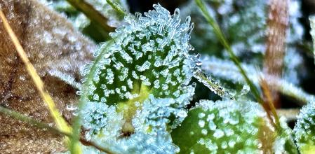 Helada en Sant Martí d’Albars.