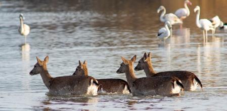 Gamos en el estanque poco profundo del Cortalet.