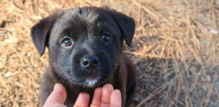 La paciencia es clave en el adiestramiento de un perro.