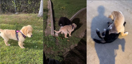 Burpee y Pancho amor