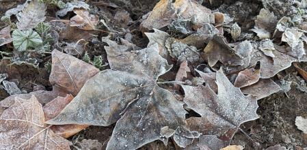Efectos de la helada en la Avenida Mas Llombart en Sant Fost de Campsentelles.