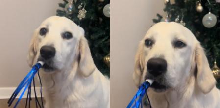 El perrito ha conquistado a los usuarios con su espíritu navideño.