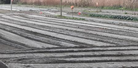 Helada en el campo, en Gavà.