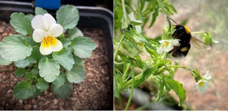 Pensamiento silvestre ('Viola arvensi') y abejorro, uno de los insectos polinizadores en este tipo de plantas con flores  .