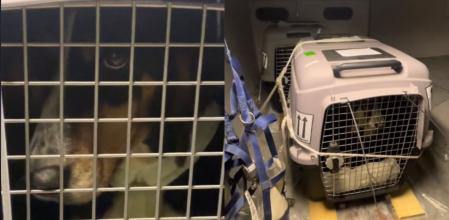 El clip ha llamado la atención de los usuarios.