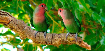 Los agapornis necesitan estar en pareja.