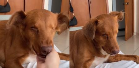 La perrita ha conquistado a los usuarios con su actitud.