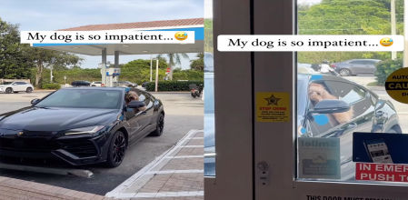 El perro no deja de tocar el claxon