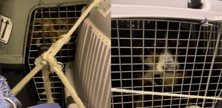 Los perros los pasan muy mal en las bodegas