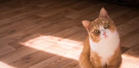 Con la etología se puede entender el comportamiento de las mascotas.