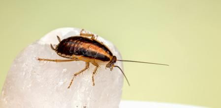 Foto de archivo de una cucaracha
