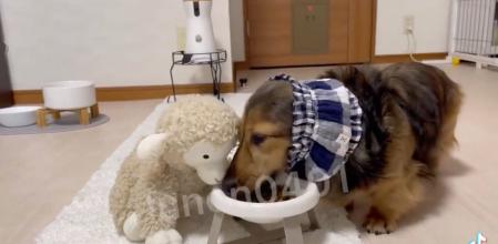 El perrito que come con sus peluches