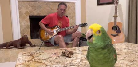 Tico, el loro rockero.