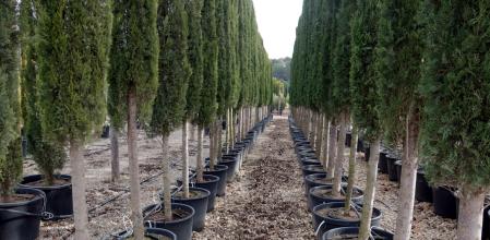 Hilera de árboles regados con el sistema de manga exudante.