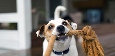 Un perro jugando con una cuerda.