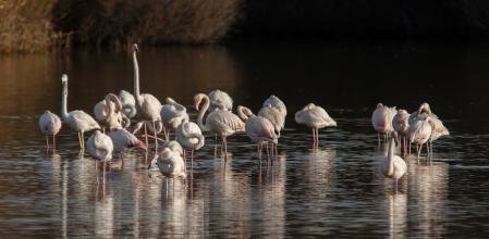 Flamencos en los Aiguamolls.